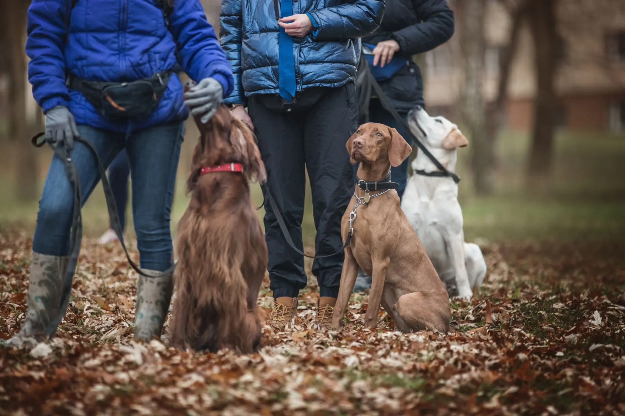 Group of dogs during the obedience training lesson.