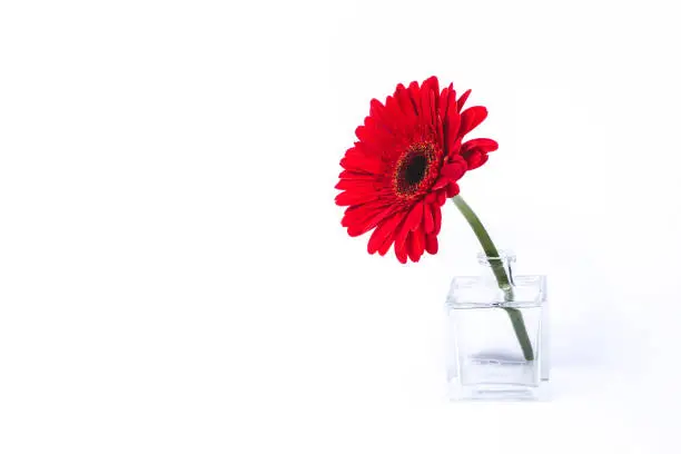 Photo of Red gerbera flower in glass vase.