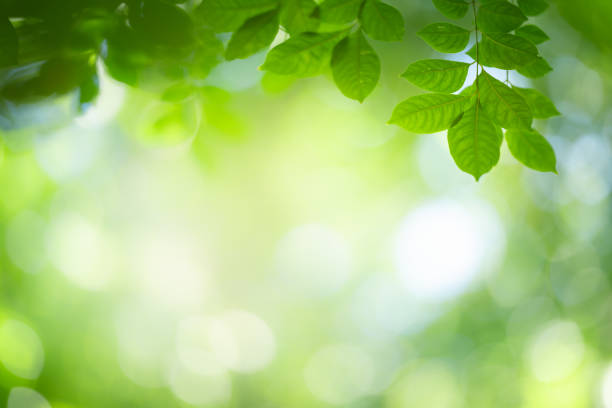 istock Closeup green leaf background. Nature and fresh wallpaper 1193079828