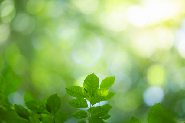 istock Closeup green leaf background. Nature and fresh wallpaper 1193079835