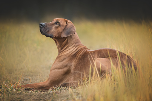 Rhodesian ridgeback dog lying on the nature background.