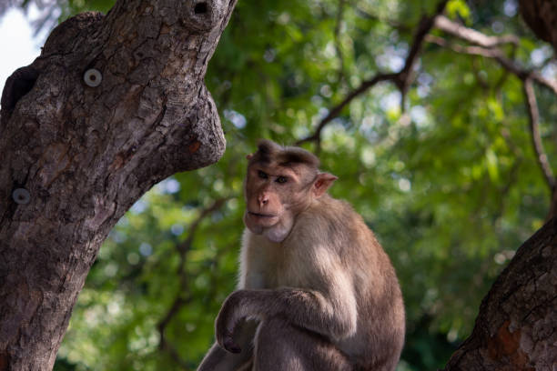 istock Monkey sitting over a tree in eastern ghats, Yercaud, Tamil Nadu 1193080144