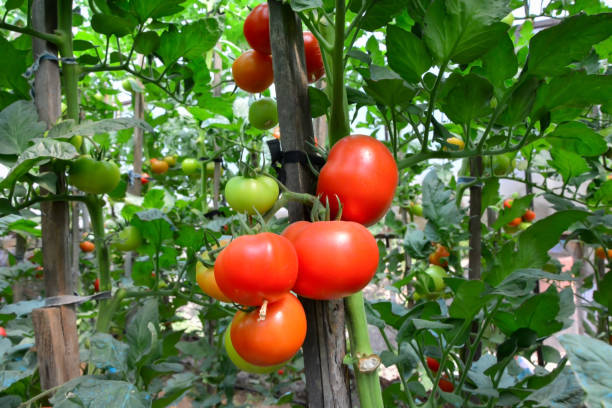 istock red fresh natural organic tomatoes 1193080906