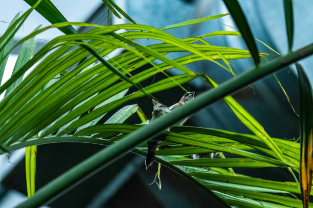 istock Small birds on the reeds 1193080979