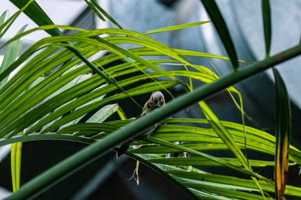 istock Bird in the fern 1193081043