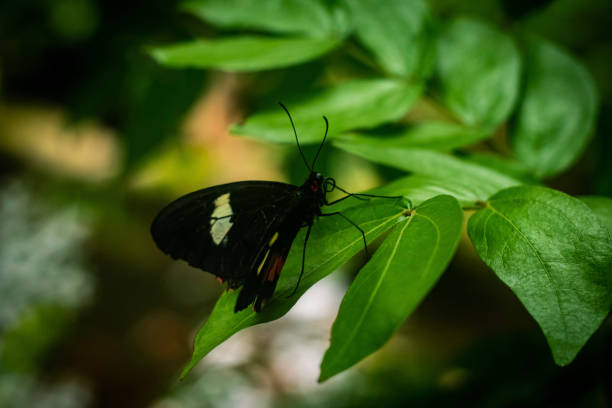 istock Selective focus of a butterfly on a leaf 1193081080