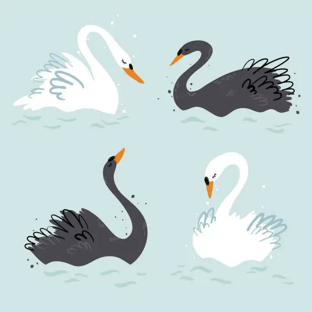 Vector illustration of Elegant black and white swans vector illustration