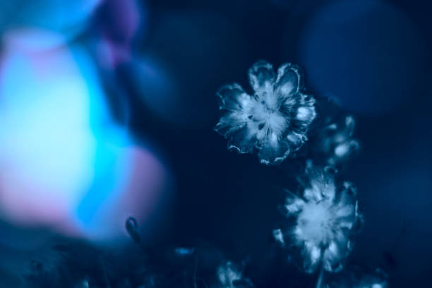 istock Flower macro on a space background. Color 2020. 1193082643