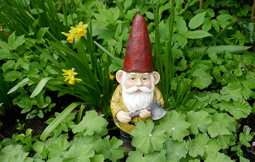 Garden gnome, with a red hat and an ax in his hand, is standing in the flowerbed between Lady's Mantle (Alchemilla) and Daffodils (Narcissus)