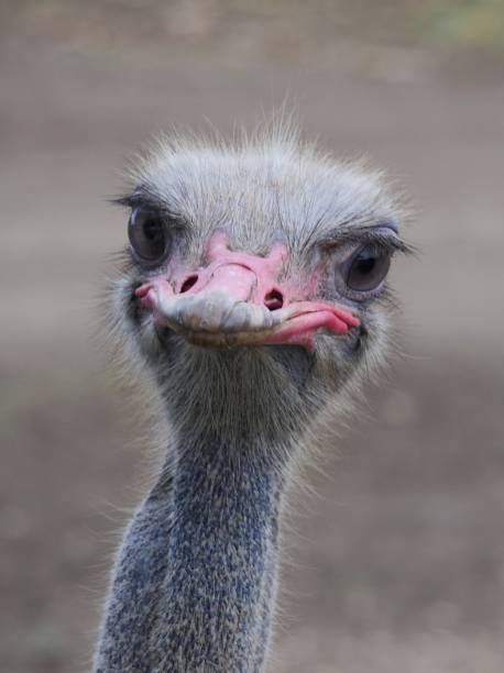 istock Close up of an ostrich looking at camera 1193090993
