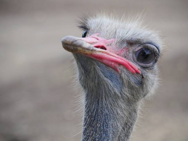 Ostrich looking at camera