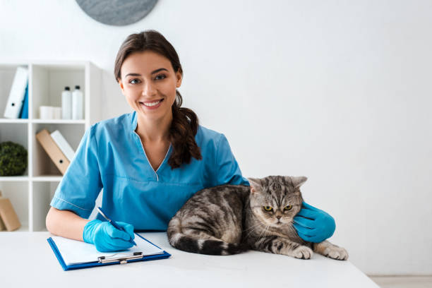 young veterinarian smiling at camera while writing on clipboard near tabby scottish straight cat young veterinarian smiling at camera while writing on clipboard near tabby scottish straight cat protective glove photos stock pictures, royalty-free photos & images