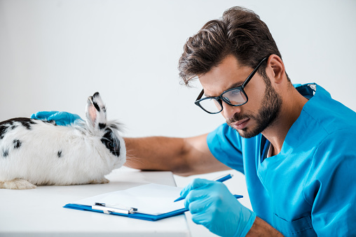 young, attentive veterinarian writing prescription on clipboard near cute white rabbit