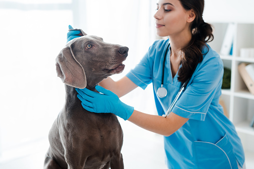 beautiful, attentive veterinarian examining ear of weimaraner dog