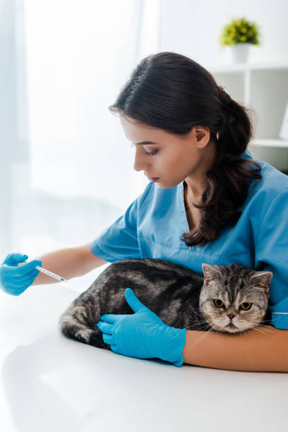 istock attentive veterinarian making injection to tabby scottish straight cat 1193092167