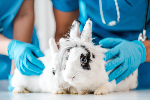 istock cropped view of veterinarians examining two cute rabbits on table 1193092172