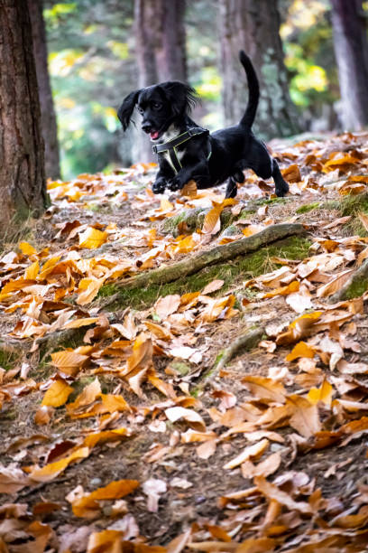 istock dog jumping on the leaves 1193092218