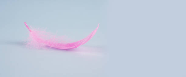 delicate pink feather on a blue background, a banner for the site, a beautiful postcard and a place for the text, care, critical days for women - ostrich bird wind fluffy imagens e fotografias de stock