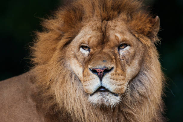 istock king of beasts lion 1193093640