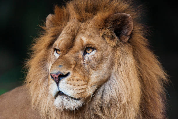 istock king of beasts lion 1193093663