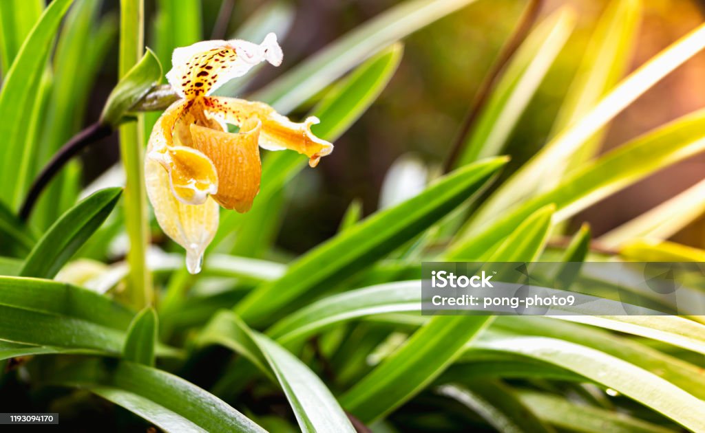 Foto de Paphiopedilum Orquídea Flor Ou Orquídea Chinelo De Senhora As  Flores Dos Quais Tem Um Lábio Que É Uma Bolsa Em Forma De Chinelo Conspícuo  e mais fotos de stock de