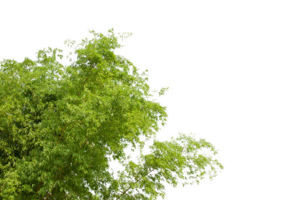 istock Bamboo leaves, Isolated on a white background. Images used for graphic work. 1193094751