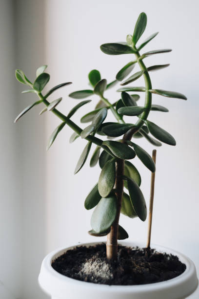 istock green plant in a pot on a white background 1193094830