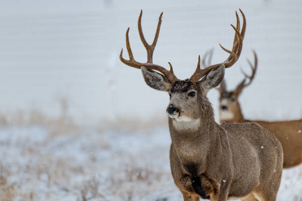 ein großer mule hirsch buck in einem schneesturm - mule deer stock-fotos und bilder