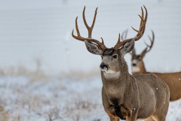 A Large Mule Deer Buck in a Snow Storm A Large Mule Deer Buck in a Field while its Snowing mule deer stock pictures, royalty-free photos & images