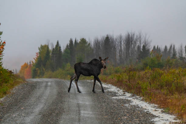 istock A Moose Crossing a Mountain Road 1193095812