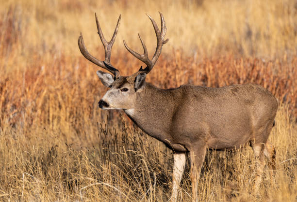 istock A Large Mule Deer Buck in a Field During Autumn 1193095849