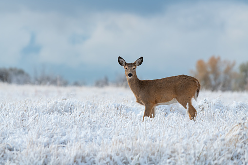 A Young White-tailed deer Roaming the Frosty Landscape