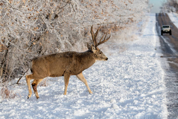 istock A Large Mule Deer Buck Crossing a Road with Oncoming Traffic 1193096537