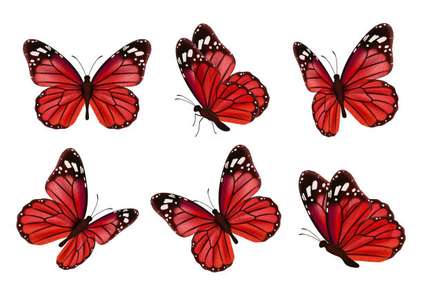 Butterflies. Realistic colored insects beautiful moth vector collection of butterflies Butterflies. Realistic colored insects beautiful moth vector collection of butterflies. Illustration set of flying butterfly red black black and red butterfly stock illustrations