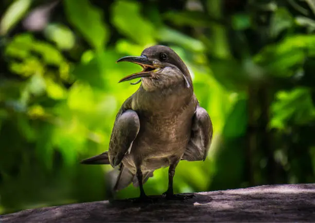 A brown bird in a tree.