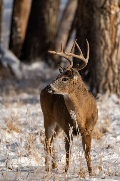 istock A Beautiful White-tailed Deer Buck in a Snowy Field 1193096700