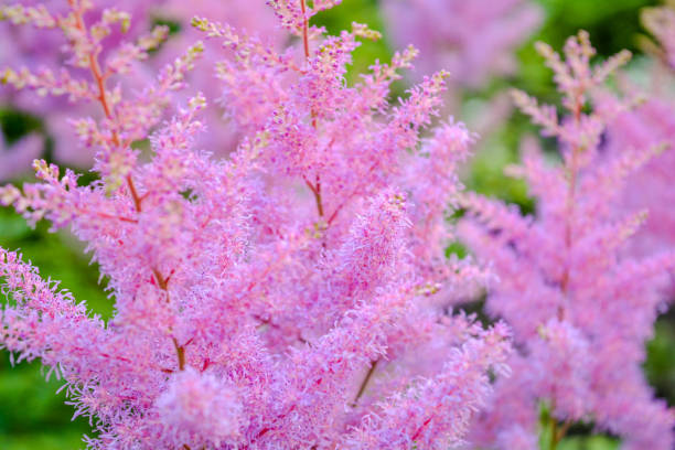 istock Aruncus dioicus or goat beard pink plant close up on green on blurred background 1193096739