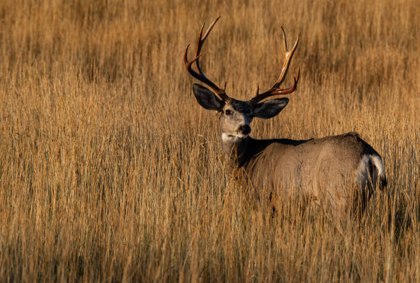 istock A Large Mule Deer Buck in a Field During Autumn 1193096775
