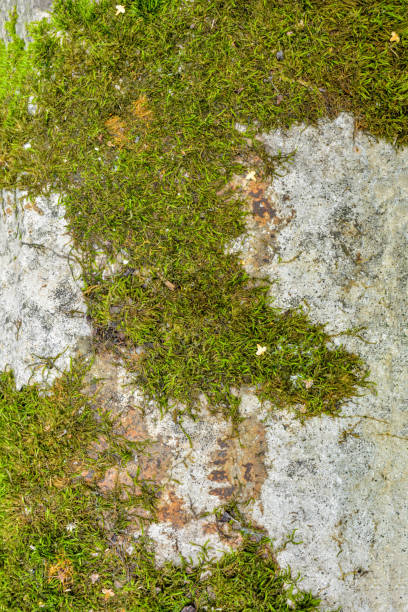istock Old concrete wall with moss. Texture of weathered concrete moss covered wall 1193096818