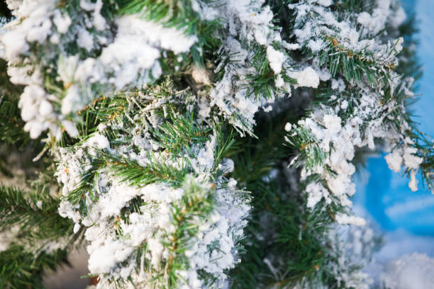 istock Snowy fir tree branch winter background 1193097104
