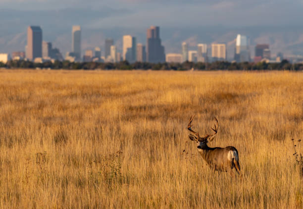 istock A Large Mule Deer Buck in a Field with Denver Skyline in Background 1193097463