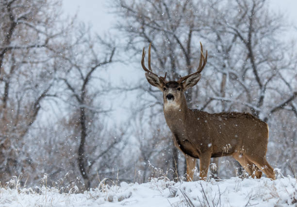 istock A Large Mule Deer Buck on a Snowy Morning 1193097512