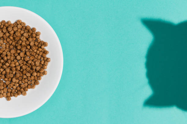 istock Plate with dry cat food and curious cat shadow on blue background. Direct light. Top view. Flat lay mockup 1193099134