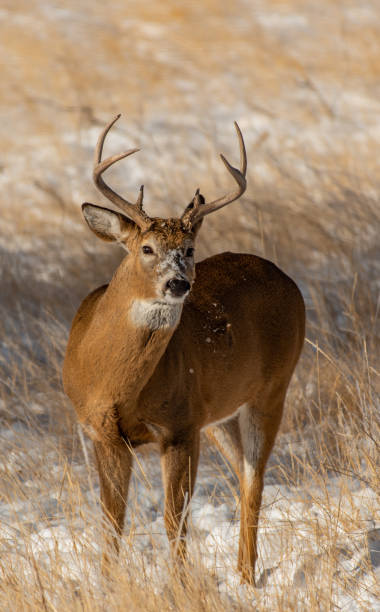 istock A Beautiful White-tailed Deer Buck in a Snowy Field 1193099240