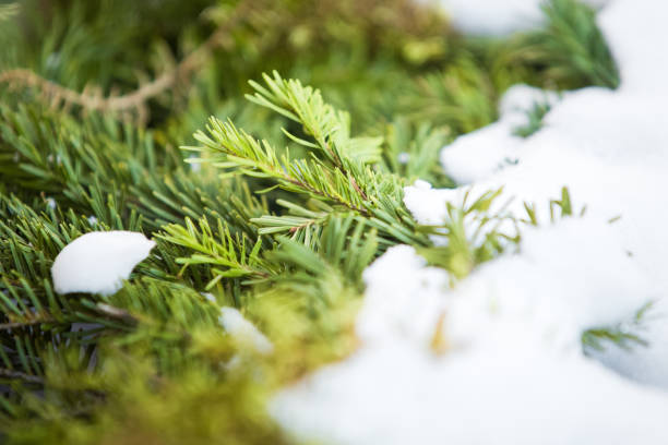 istock Snowy fir tree branch winter background 1193099248