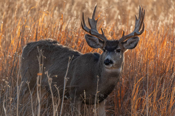 istock A Large Mule Deer Buck in a Field During Autumn 1193099567