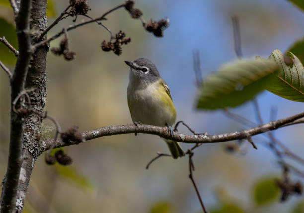 istock A Beautiful Blue-headed Vireo Perched on a Tree Branch 1193099571