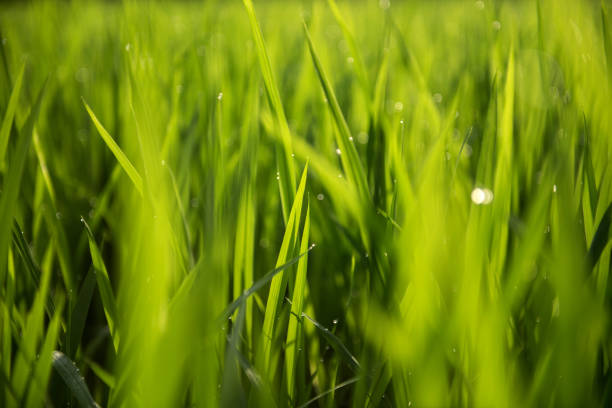 istock Rice on field. Green leaves background 1193099726