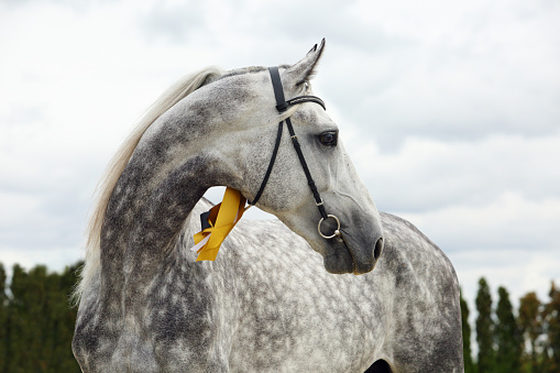 Pure Spanish Horse or PRE, portrait against sky background