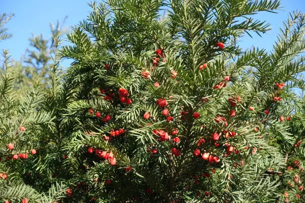 Considerable amount of red berries in the leafage of yew against blue sky